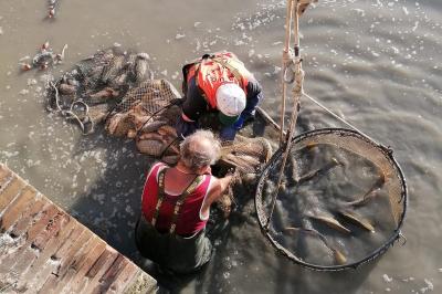 RECUPERO PESCE CONSORZIO BONIFICA FERRARA