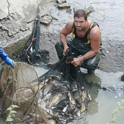 RECUPERO PESCE CONSORZIO BONIFICA FERRARA