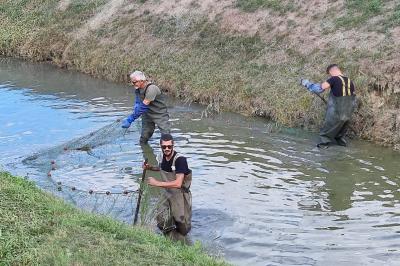 RECUPERO PESCE CONSORZIO BONIFICA FERRARA