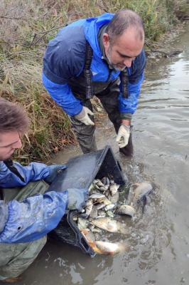 RECUPERO PESCE CONSORZIO BONIFICA FERRARA