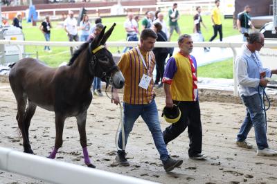 PROVE PALIO 2024 FERRARA