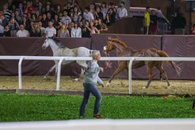 PALIO PIAZZA ARIOSTEA 2024 FERRARA