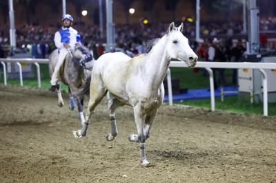 PALIO PIAZZA ARIOSTEA 2024 FERRARA