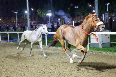 PALIO PIAZZA ARIOSTEA 2024 FERRARA