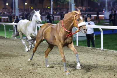 PALIO PIAZZA ARIOSTEA 2024 FERRARA