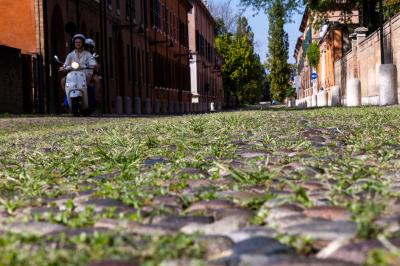 ERBA DEGRADO CORSO ERCOLE I ESTE FERRARA