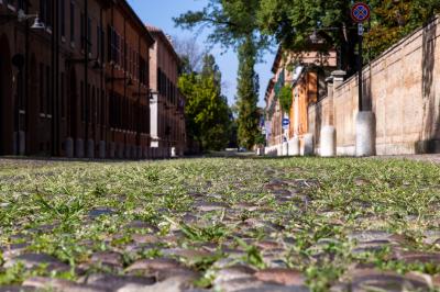 ERBA DEGRADO CORSO ERCOLE I ESTE FERRARA