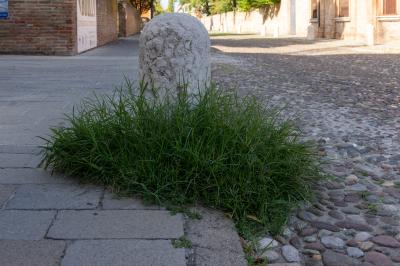 ERBA DEGRADO CORSO ERCOLE I ESTE FERRARA