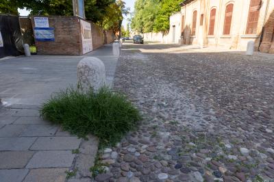 ERBA DEGRADO CORSO ERCOLE I ESTE FERRARA