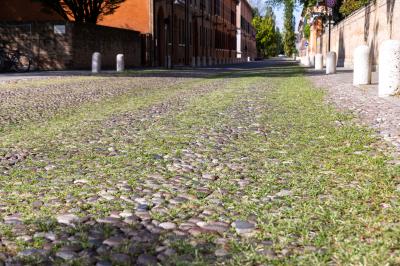 ERBA DEGRADO CORSO ERCOLE I ESTE FERRARA