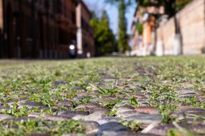 ERBA DEGRADO CORSO ERCOLE I ESTE FERRARA