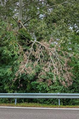 RAMO CADUTO SVINCOLO SUPERSTRADA