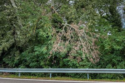 RAMO CADUTO SVINCOLO SUPERSTRADA