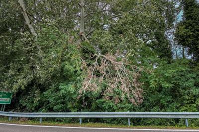 RAMO CADUTO SVINCOLO SUPERSTRADA