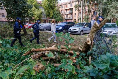 TAGLIO ALBERI CONDOMINIO VIA FIUME