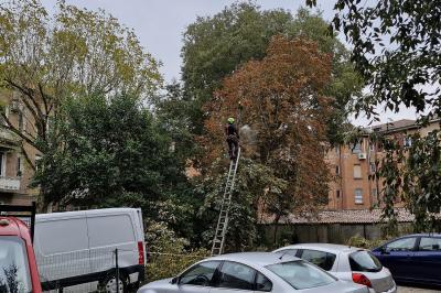 TAGLIO ALBERI CONDOMINIO VIA FIUME