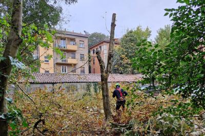 TAGLIO ALBERI CONDOMINIO VIA FIUME