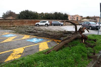 ALBERO CADUTO VIA RAMPARI SAN ROCCO